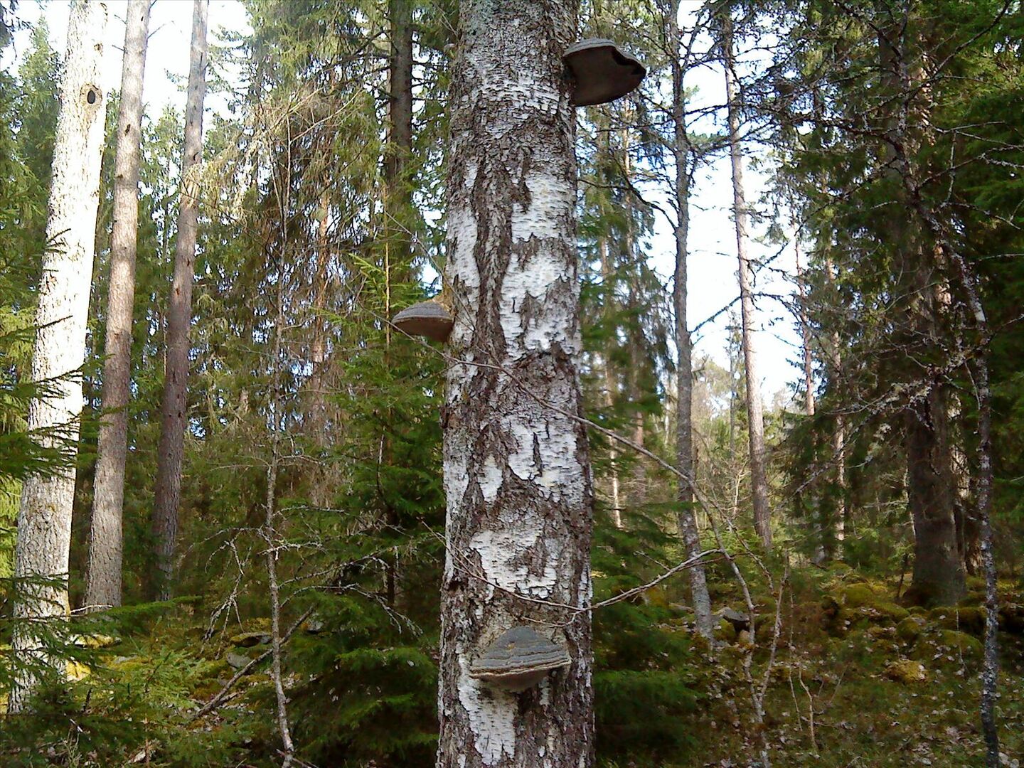 Preview image from manvasen.ifokus.se
